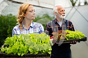 Happy senior man working together with woman in family greenhouse business.