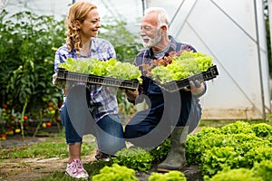 Happy senior man working together with woman in family greenhouse business.