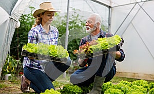 Happy senior man working together with woman in family greenhouse business.