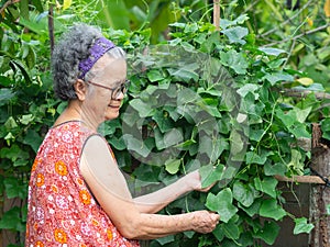 Happy a senior woman with short gray hair smiling and picking vegetables in the backyard garden. Concept of aged people and