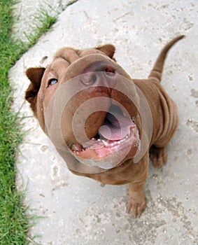 Happy Shar pei portrait photo