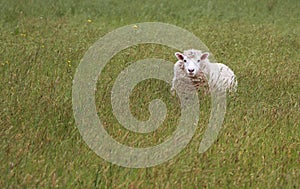 Happy Sheep