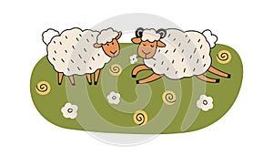 Happy sheep couple grazing on meadow, grass. Adorable funny farm animals, fluffy ewe and ram in nature, countryside