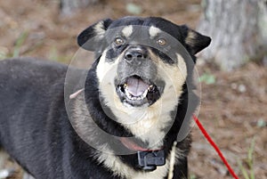 Happy Shepherd Aussie Kelpie mixed breed dog outside on red leash with shock collar