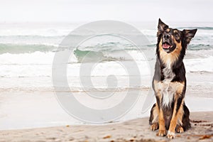 Happy Shepherd Crossbreed Dog at Beach