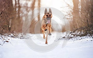 Happy shepherd dog running in fresh snow