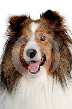 Happy shetland sheepdog taken on at clean white background