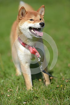 Happy siba-ken, a small Japanese dog,