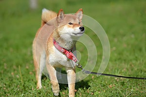 Happy siba-ken, a small Japanese dog,