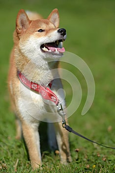 Happy siba-ken, a small Japanese dog,