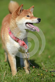 Happy siba-ken, a small Japanese dog,