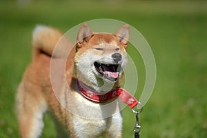 Happy siba-ken, a small Japanese dog,