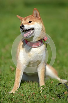 Happy siba-ken, a small Japanese dog,