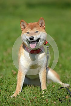 Happy siba-ken, a small Japanese dog,