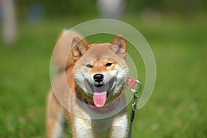 Happy siba-ken, a small Japanese dog,