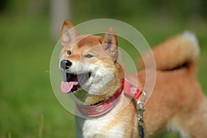 Happy siba-ken, a small Japanese dog,