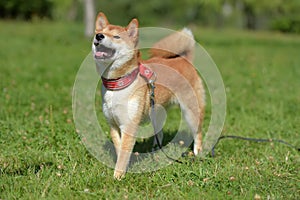 Happy siba-ken, a small Japanese dog,