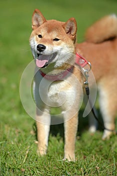 Happy siba-ken, a small Japanese dog,