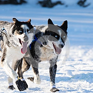 Happy Siberian Huskies in Yukon Quest