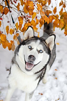 Happy Siberian Husky Dog In Autumn Park, Close Up Portrait In Falling Yellow Leaves