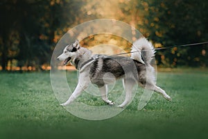 Happy siberian husky dog walking on a leash in summer