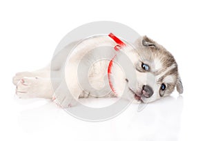 Happy Siberian Husky puppy. isolated on white background