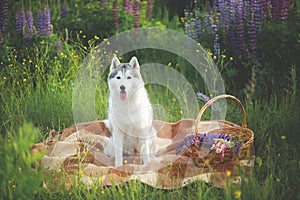 happy silver dog breed siberian husky sitting on the plaid in lupin flowers field