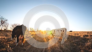 Happy single cow in the meadow during summer sunset. Grazing cows on agricultural land. Cattle eat dry grass in the autumn field.