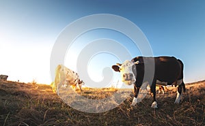 Happy single cow in the meadow during summer sunset. Grazing cows on agricultural land. Cattle eat dry grass in the autumn field.