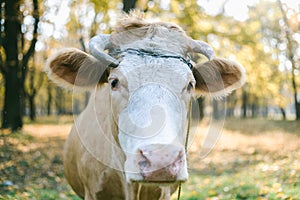 Happy single cow on a meadow during sunset.