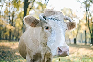 Happy single cow on a meadow during sunset