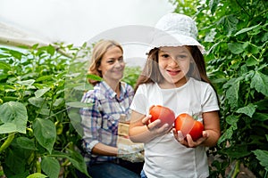 Happy single mother picking fresh vegetable with her daughter. Self-sufficient family fresh produce.