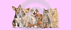 Happy sitting group dogs and a cat looking at the camera and panting mouth open against a pink background