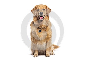 Happy sitting and panting Golden retriever dog looking at camera, wearing a collar and identification tag