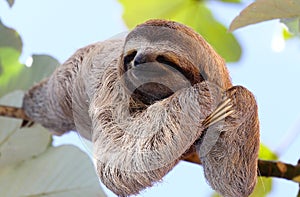 Happy sloth