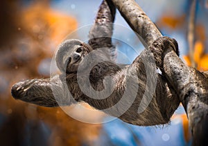 A happy sloth hanging from a tree photo