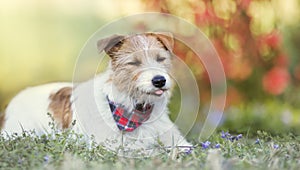 Happy small cute dog puppy smiling in the grass with flowers in spring