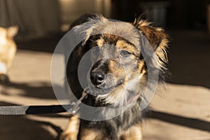 happy small dog on the veranda of a country house