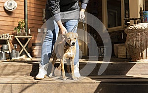 happy small dog on the veranda of a country house