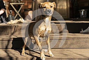 happy small dog on the veranda of a country house