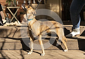 happy small dog on the veranda of a country house