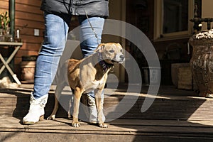 happy small dog on the veranda of a country house