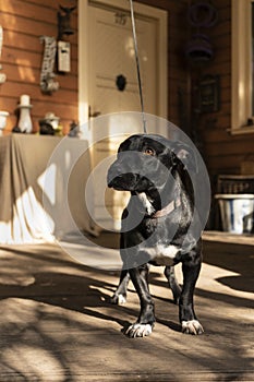 happy small dog on the veranda of a country house