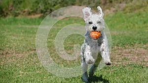 A happy small white dog of mixed breed fetches a ball