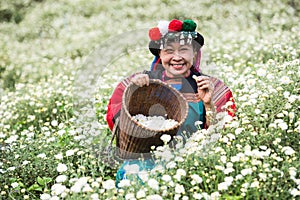 Happy smile hill tribe Chrysanthemum garden