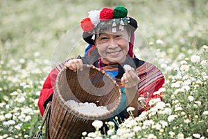 Happy smile hill tribe Chrysanthemum garden