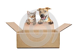 Happy Dog and Cat Over Empty Shipping Box photo