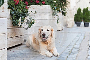 Happy smiling adorable golden retriever puppy dog sitting near white wooden baskets with flowers