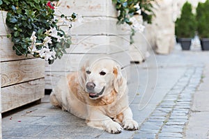 Happy smiling adorable golden retriever puppy dog sitting near white wooden baskets with flowers