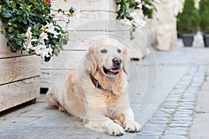 Happy smiling adorable golden retriever puppy dog sitting near white wooden baskets with flowers